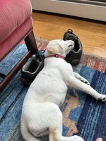 Chloe, a female Labrador Retriever for sale in Dorset, VT – 2 of 6