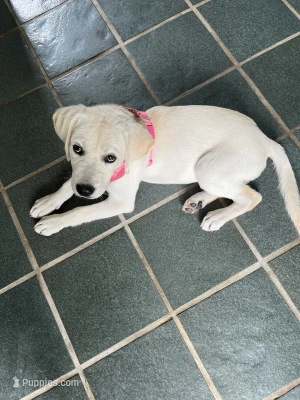 Chloe – Labrador Retriever puppy for sale in Dorset, VT