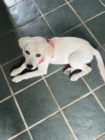 Chloe, a female Labrador Retriever for sale in Dorset, VT – 1 of 6