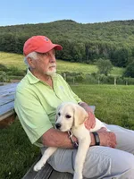 Chloe, a female Labrador Retriever for sale in Dorset, VT – 5 of 6