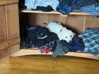 Chloe, a female Labrador Retriever for sale in Dorset, VT – 3 of 6