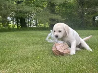 Chloe, a female Labrador Retriever for sale in Dorset, VT – 4 of 6