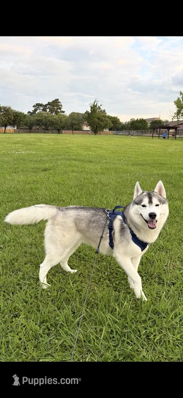 Ice – Siberian Husky puppy for sale in Baytown, TX