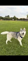 Ice, a male Siberian Husky for sale in Baytown, TX – Photo 1 of 4