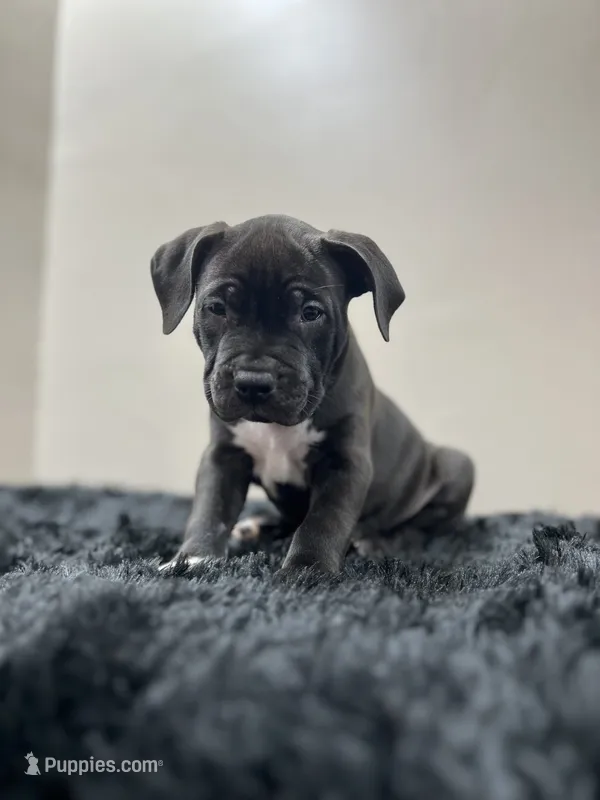 Zeus , a male American Bully for sale in Pittsburgh, PA – 1 of 2