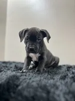 Zeus , a male American Bully for sale in Pittsburgh, PA – 1 of 2