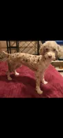 Teddy, a male Poodle - Toy  for sale in Coeburn, VA – 4 of 4
