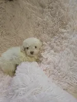 Teddy, a male Poodle - Toy  for sale in Coeburn, VA – 2 of 4