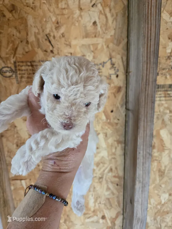 Teddy – Poodle - Toy  puppy for sale in Coeburn, VA