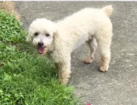 Teddy, a male Poodle - Toy  for sale in Coeburn, VA – 3 of 4
