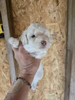 Alfred, a male Poodle - Toy  for sale in Coeburn, VA – 1 of 1