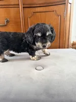 Molly, a female Doxiepoo for sale in San Francisco, CA – 2 of 2
