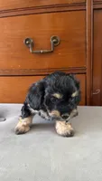 Molly, a female Doxiepoo for sale in San Francisco, CA – 1 of 2