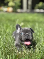 Stella, a female French Bulldog for sale in Shipshewana, IN – 2 of 3