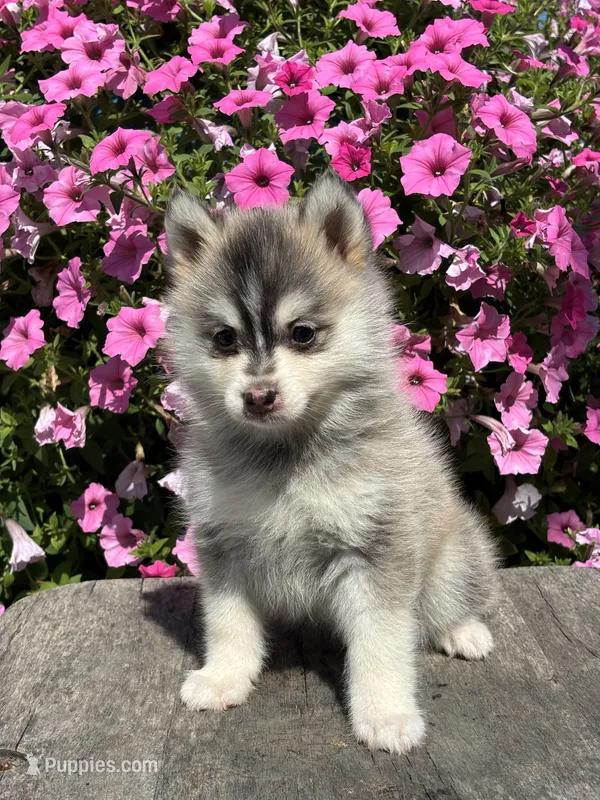 Zara – Pomsky puppy for sale in Shipshewana, IN