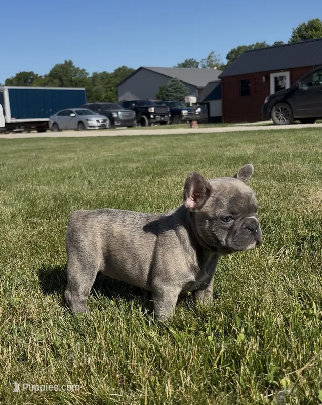 Ruth – French Bulldog puppy for sale in Shipshewana, IN