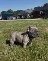 Ruth, a female French Bulldog for sale in Shipshewana, IN – 1 of 4