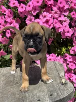 Monika, a male Boxer for sale in Shipshewana, IN – 2 of 3