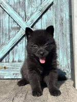 Gail, a female Pomsky for sale in Shipshewana, IN – 3 of 3