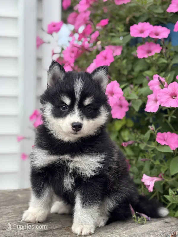 Tina – Pomsky puppy for sale in Shipshewana, IN