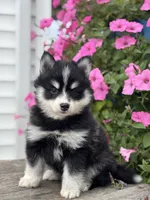 Tina, a female Pomsky for sale in Shipshewana, IN – 1 of 3