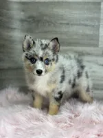 Everett, a male Pomsky for sale in Shipshewana, IN – 3 of 3