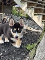 Richard, a male Pembroke Welsh Corgi and Siberian Husky for sale in Shipshewana, IN – 2 of 6