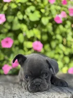 Selene, a female French Bulldog for sale in Shipshewana, IN – 3 of 4