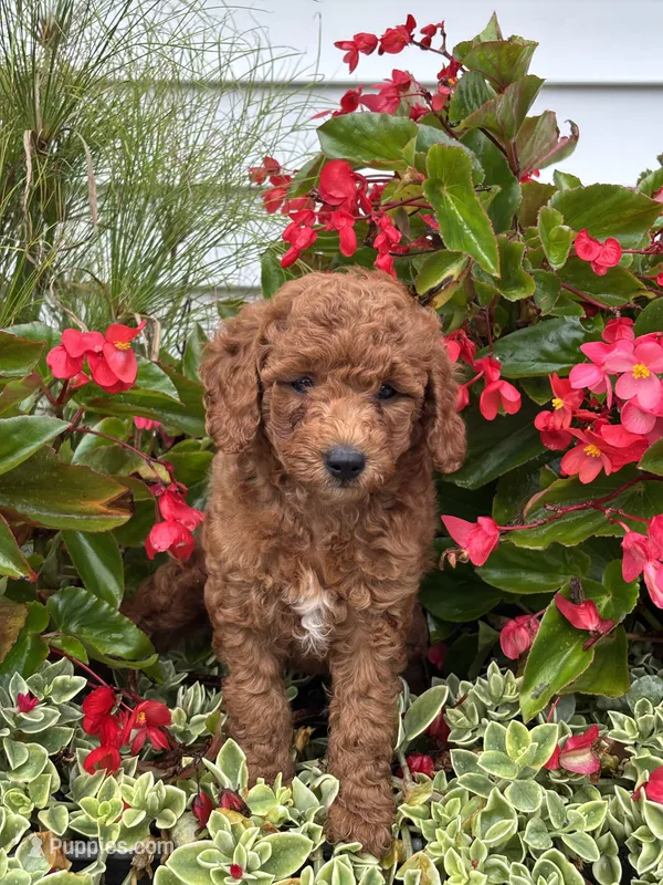 Fernando F1B – Miniature Goldendoodle puppy for sale in Shipshewana, IN