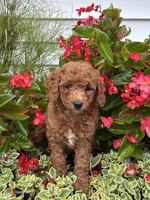 Fernando F1B, a male Miniature Goldendoodle for sale in Shipshewana, IN – 1 of 3