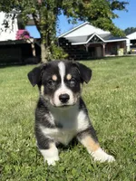 Regina, a female Pembroke Welsh Corgi and Siberian Husky for sale in Shipshewana, IN – 1 of 3
