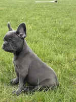 Hope, a female French Bulldog for sale in Shipshewana, IN – 2 of 5