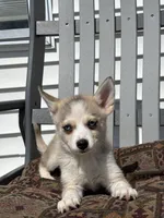 Sarah, a female Pomsky for sale in Shipshewana, IN – 3 of 3