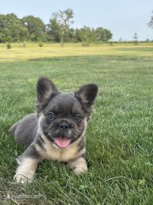 Mariah – French Bulldog puppy for sale in Shipshewana, IN