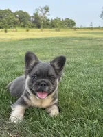 Mariah, a female French Bulldog for sale in Shipshewana, IN – 1 of 5