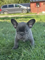 Sebastian, a male French Bulldog for sale in Shipshewana, IN – 2 of 5