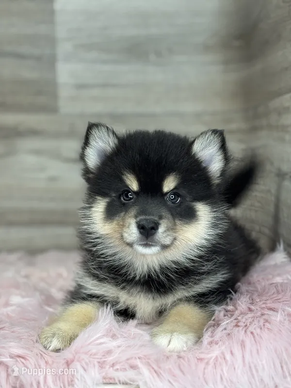 Samuel – Pomsky puppy for sale in Shipshewana, IN