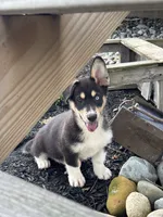 Rick, a male Pembroke Welsh Corgi and Siberian Husky for sale in Shipshewana, IN – 3 of 6