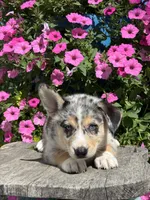 Rose, a female Pembroke Welsh Corgi and Siberian Husky for sale in Shipshewana, IN – 3 of 3