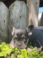 Khloe, a female French Bulldog for sale in Shipshewana, IN – 3 of 3