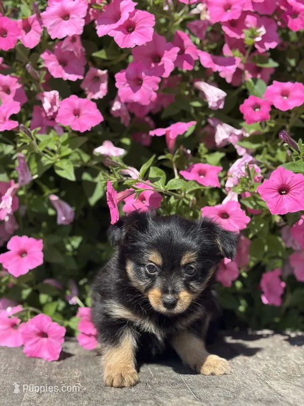 Luna Yorkie-Pom – Pomeranian, Yorkshire Terrier puppy for sale in Shipshewana, IN
