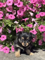Luna Yorkie-Pom, a female Pomeranian and Yorkshire Terrier for sale in Shipshewana, IN – 1 of 3