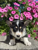 Riley, a female Pembroke Welsh Corgi and Siberian Husky for sale in Shipshewana, IN – 2 of 3