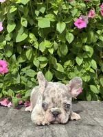 Sean, a male French Bulldog for sale in Shipshewana, IN – 3 of 3