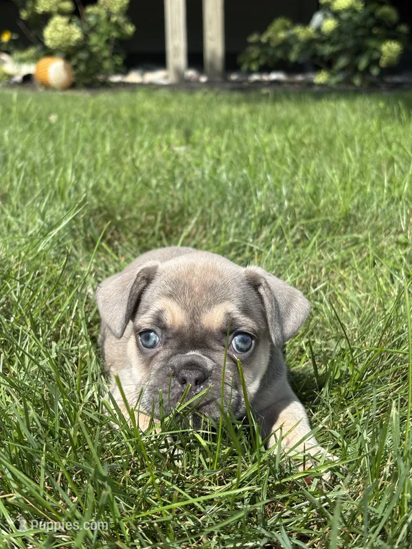 Sky – French Bulldog puppy for sale in Shipshewana, IN