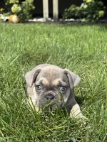 Sky, a female French Bulldog for sale in Shipshewana, IN – 1 of 3