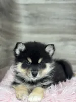Samuel, a male Pomsky for sale in Shipshewana, IN – 2 of 3