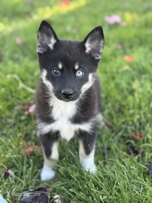 Ezra – Pomsky puppy for sale in Shipshewana, IN