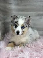 Scarlet, a female Pomsky for sale in Shipshewana, IN – 2 of 3