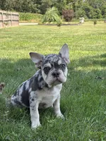 Owen, a male French Bulldog for sale in Shipshewana, IN – 2 of 5